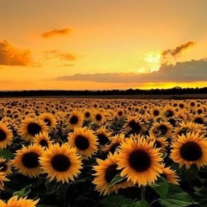 Meet your Posher, Yeimi